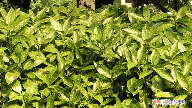 桃叶珊瑚园林用途 桃叶珊瑚怎么养