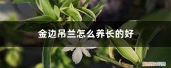 金边吊兰怎么养长的好快 金边吊兰怎么养长的好