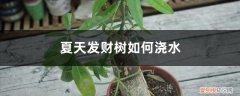 夏天发财树如何浇水施肥 夏天发财树如何浇水
