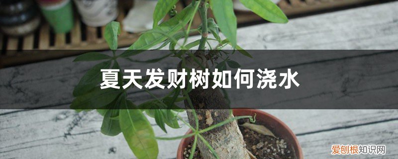 夏天发财树如何浇水施肥 夏天发财树如何浇水