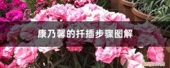 康乃馨如何扦插 康乃馨的扦插步骤图解