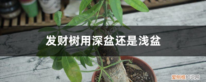 发财树的花盆深浅程度 发财树用深盆还是浅盆