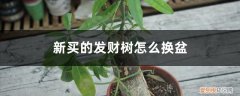 刚买来的发财树怎么换盆 新买的发财树怎么换盆