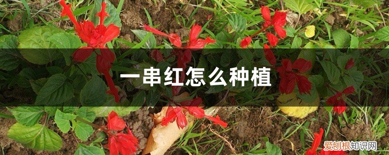 一串红怎么种植又有什么特点? 一串红怎么种植