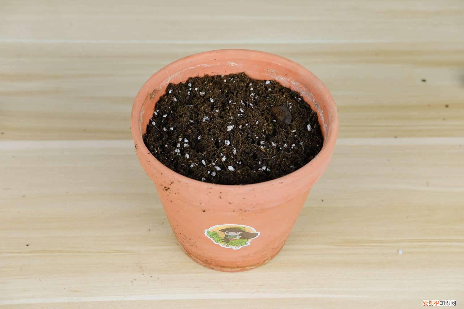 玛格丽特花期过了怎么养护 玛格丽特开花后怎么处理