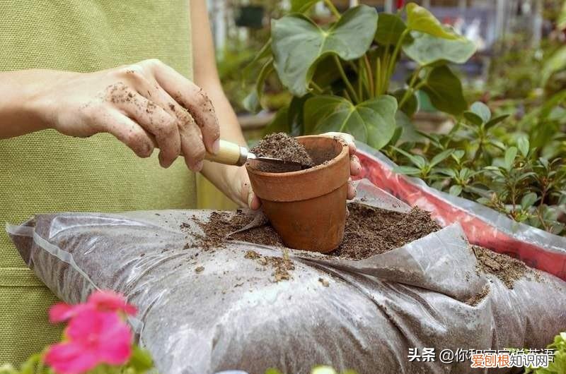 种植方法英语怎么读怎么写，用英文教宝宝种植物，播种、浇水、移栽、培土……