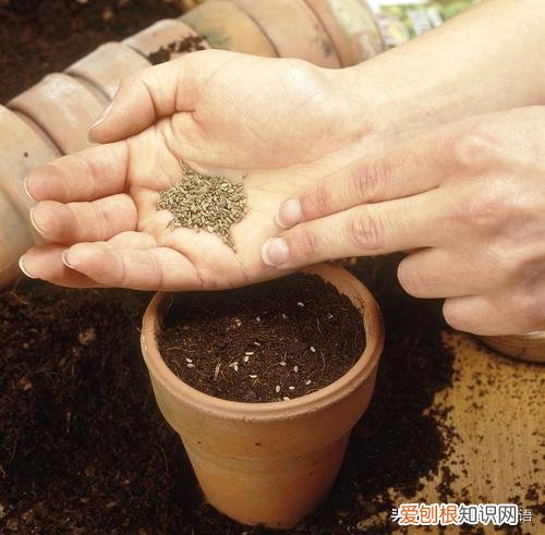 种植方法英语怎么读怎么写，用英文教宝宝种植物，播种、浇水、移栽、培土……