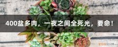 多肉为什么一夜就死了 400盆多肉，一夜之间全死光，要命！