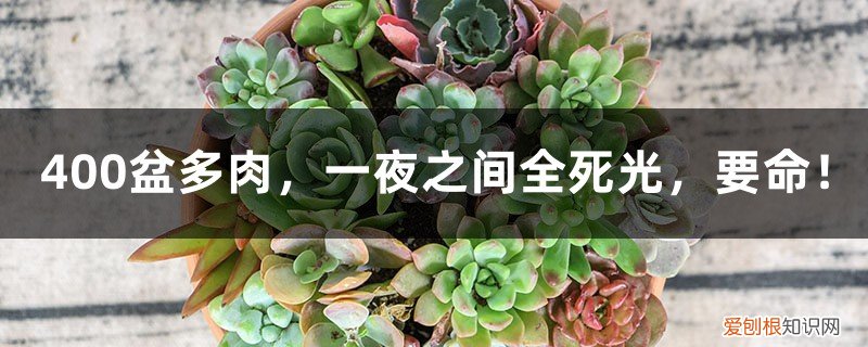 多肉为什么一夜就死了 400盆多肉，一夜之间全死光，要命！