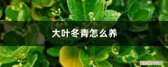 大叶万年青冬季怎样养 大叶冬青怎么养