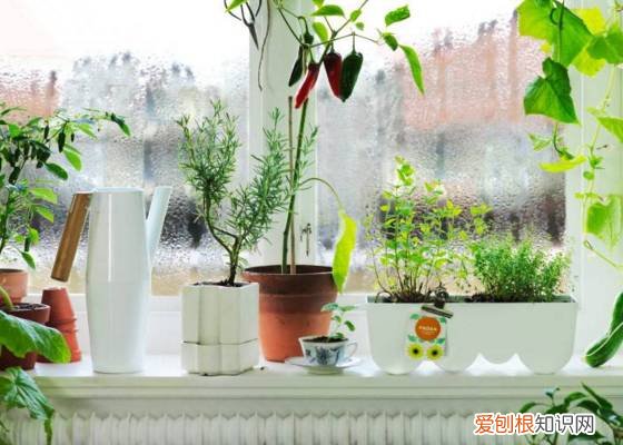 整理篇：这些绿植要放到哪里合适？，绿植放置位置