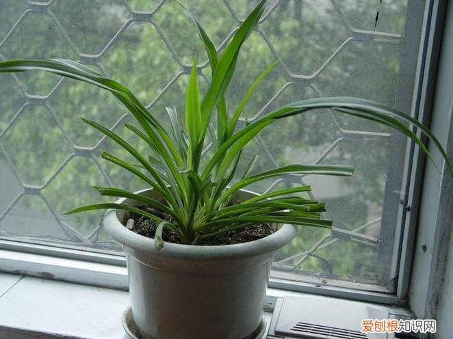 整理篇：这些绿植要放到哪里合适？，绿植放置位置