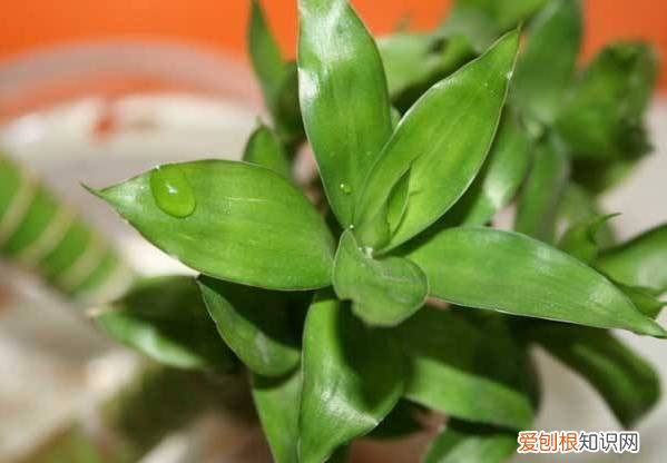 整理篇：这些绿植要放到哪里合适？，绿植放置位置