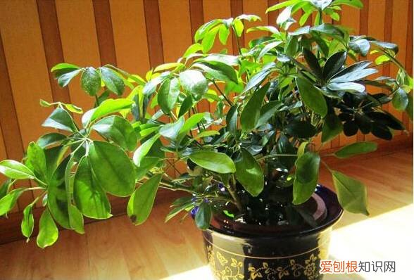 整理篇：这些绿植要放到哪里合适？，绿植放置位置