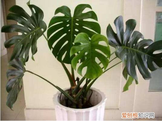 整理篇：这些绿植要放到哪里合适？，绿植放置位置