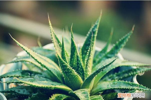 整理篇：这些绿植要放到哪里合适？，绿植放置位置