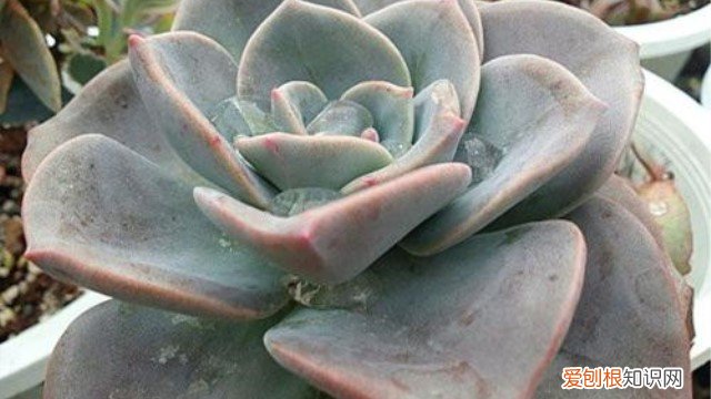 旭鹤好养吗 厚叶旭鹤怎么养