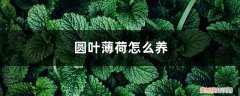 小叶薄荷怎么养 圆叶薄荷怎么养