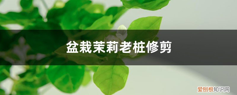 茉莉老桩如何栽培 盆栽茉莉老桩修剪