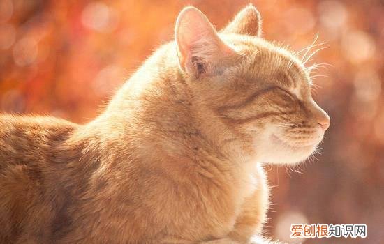 碗里没吃完的猫粮能放多久 猫粮放在碗里多久过期