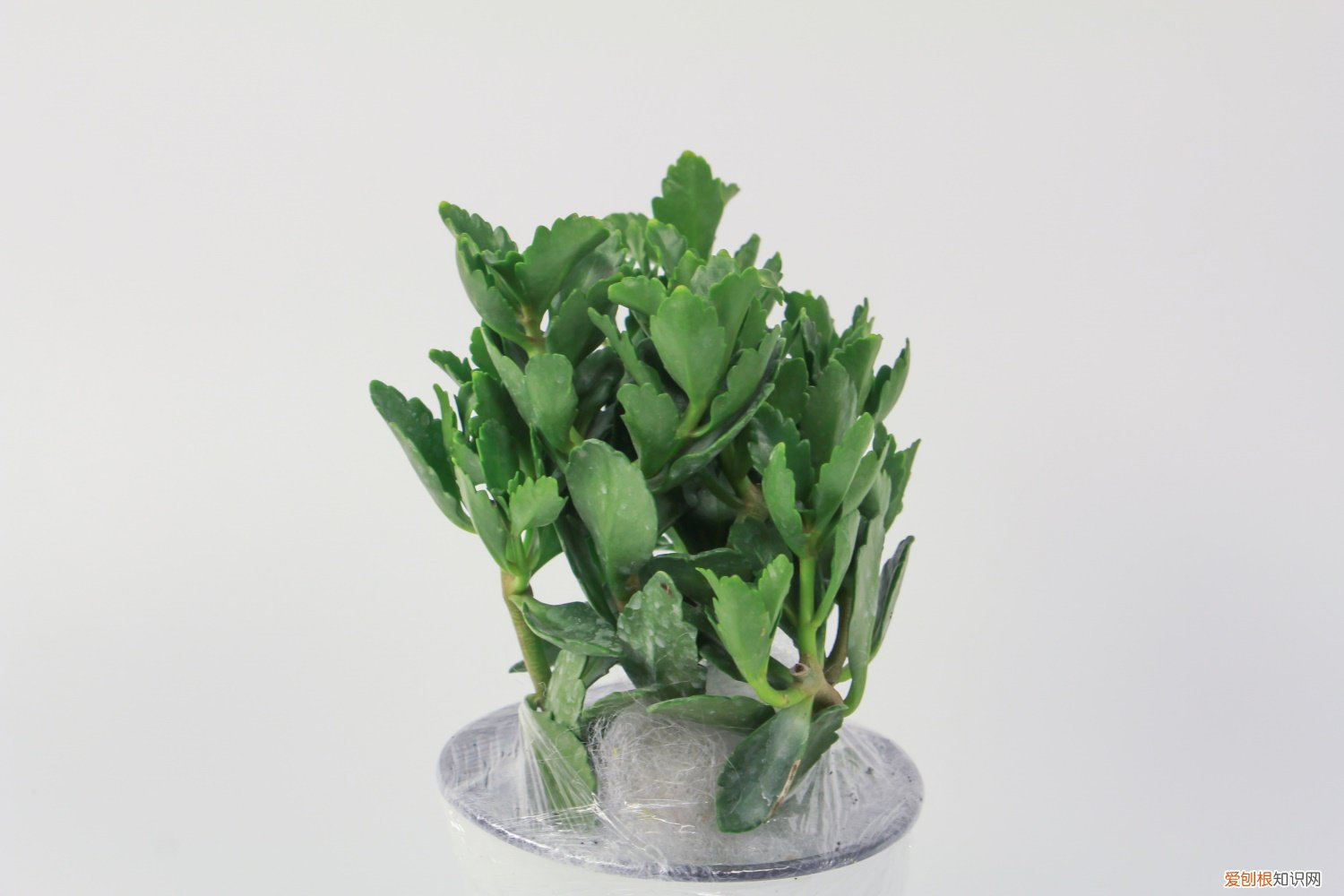 长寿花开完花怎么办? 长寿花开完花后怎么办