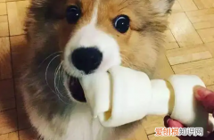 柯基可以吃白馒头吗 柯基可以吃馒头吗