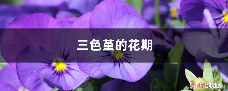 三色堇的花期在3-5月 三色堇的花期
