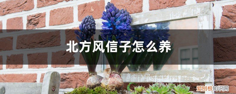 风信子在南方好养吗 北方风信子怎么养
