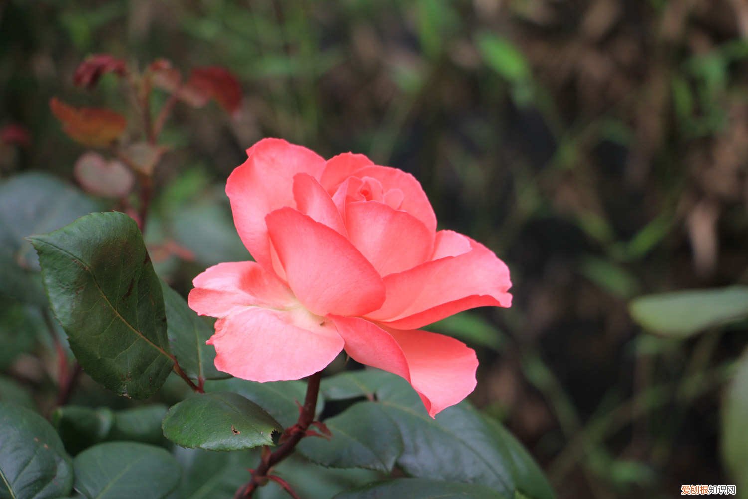茉莉花几月发新叶 月季茉莉…这么养，一年能开好几茬，花苞咕噜噜冒！