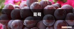 爷爷自酿了2瓶葡萄酒,每瓶葡萄酒750毫升 1斤葡萄8两酒，她做的葡萄酒太香，开盖就被抢光了！