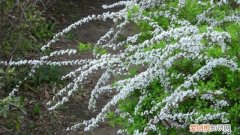 喷雪花怎么种草 喷雪花怎么种