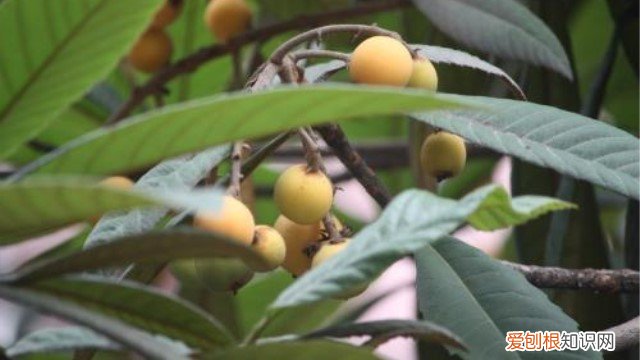 枇杷树怎么种植视频 枇杷树怎么种植