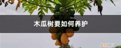 木瓜树的养殖方法和注意事项 木瓜树要如何养护