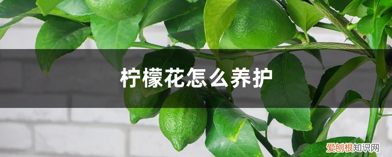 柠檬花怎样管理 柠檬花怎么养护