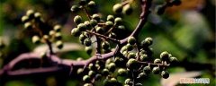 胡椒树的种植方法