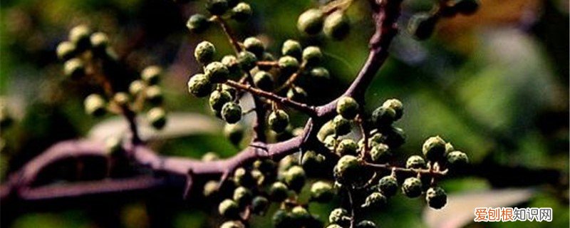 胡椒树的种植方法