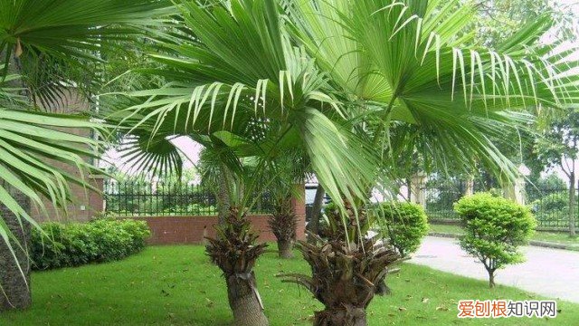 蒲葵树怎么种植方法 蒲葵树怎么种植