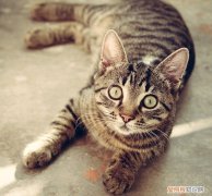 猫会不会吃壁虎 猫吃壁虎会有危害吗