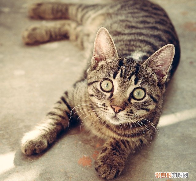 猫会不会吃壁虎 猫吃壁虎会有危害吗