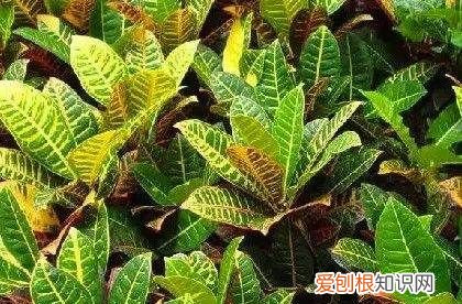 桑葚和马桑果区别，这个东西不能吃用英语怎么说