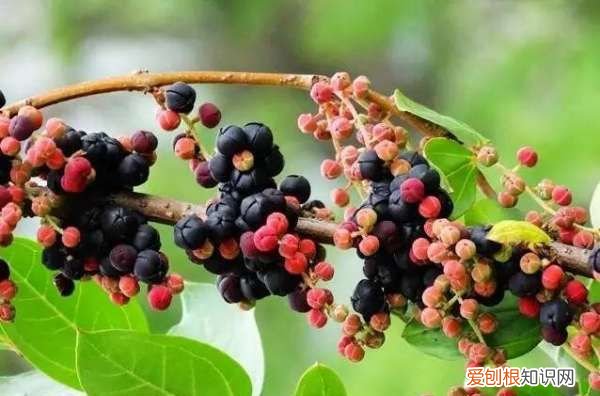 桑葚和马桑果区别，这个东西不能吃用英语怎么说