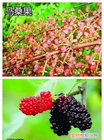 桑葚和马桑果区别，这个东西不能吃用英语怎么说