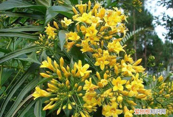 桑葚和马桑果区别，这个东西不能吃用英语怎么说