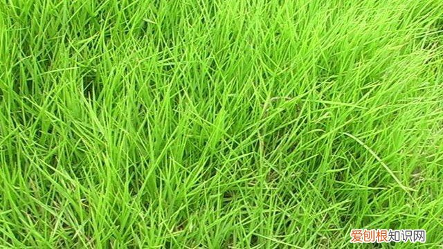 结缕草是什么植物 结缕草的种植方法