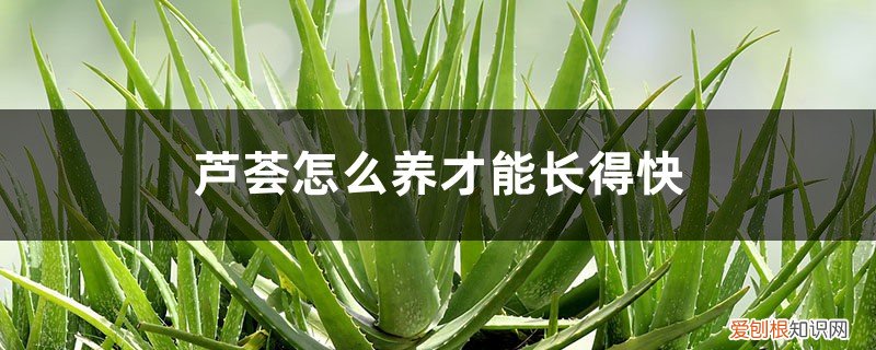 芦荟怎样才能长好 芦荟怎么养才能长得快
