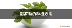 甜香罗勒种子的种植方法 甜罗勒的种植方法