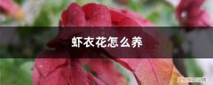 虾衣花怎么养殖方法 虾衣花怎么养，怎么繁殖
