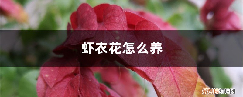 虾衣花怎么养殖方法 虾衣花怎么养，怎么繁殖
