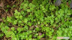 碎米荠生长周期 碎米荠的栽培技术