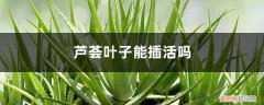 芦荟叶子能不能插活 芦荟叶子能插活吗